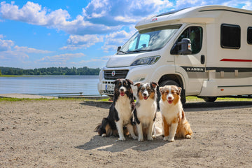 Koiraystävällistä matkailua 2025